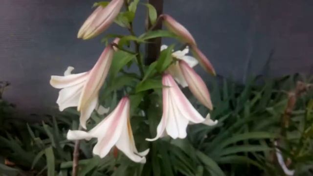 Лілія Garden Affair смотреть онлайн