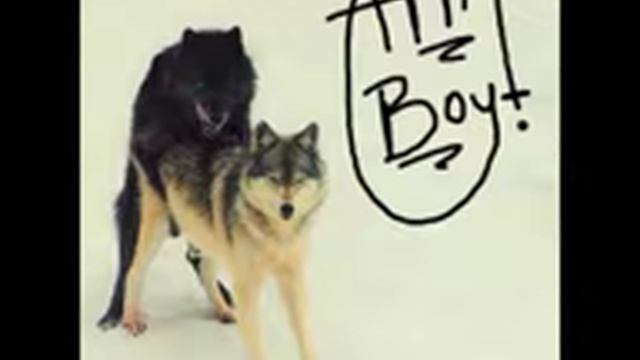 SDK - Atta' Boy смотреть онлайн