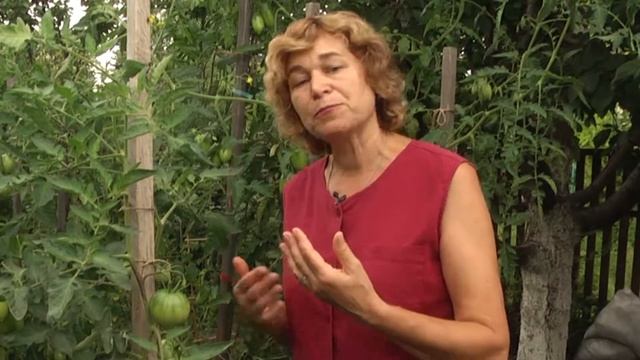 Томати смотреть онлайн