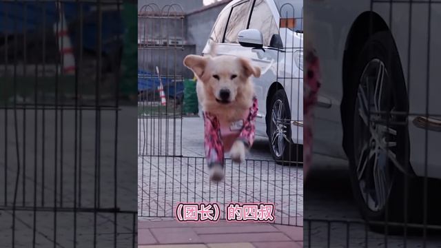 Smart Dogs Help People 😍🐶 #2 смотреть онлайн