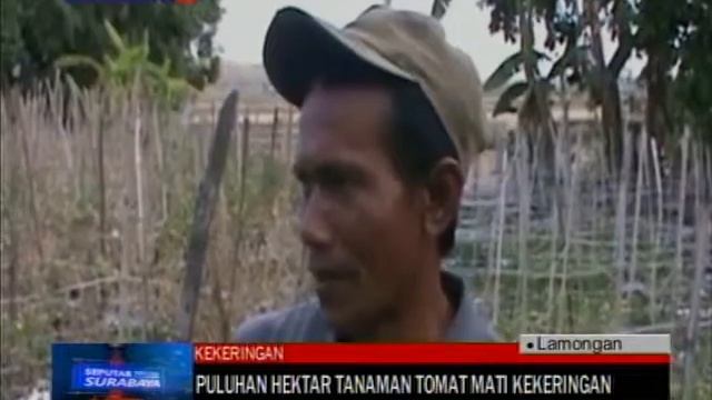 PULUHAN HEKTAR TANAMAN TOMAT MATI KEKERINGAN