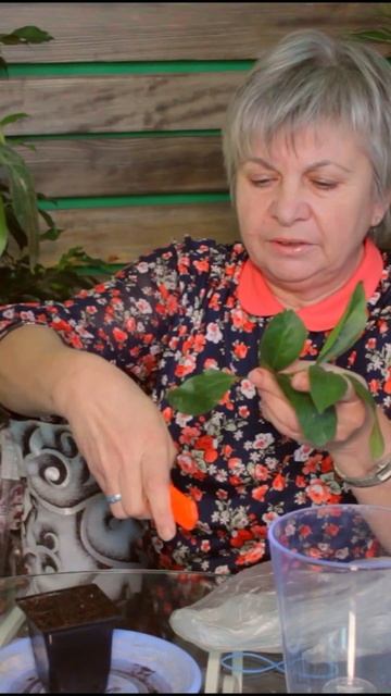 Как размножить лимон ? смотреть онлайн