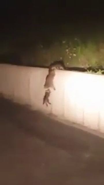 Еноты своих не бросают!