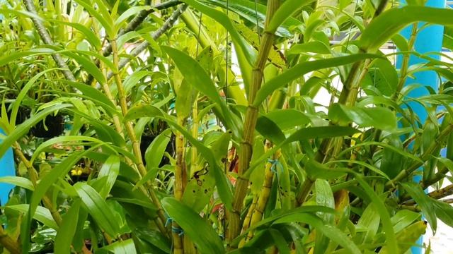 กล้วยไม้ป่าเอื้องเงินหลวง ( Dendrobium formosum ) смотреть онлайн