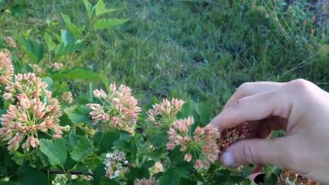 Ninebark: Nature's Bubble Wrap?