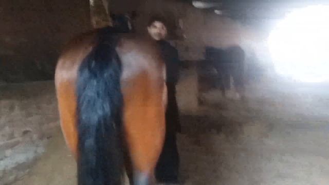 Goraa Mandi Ma Goray Dasi Nasil Ka Sale By Nawaz Entretarmaint 2020