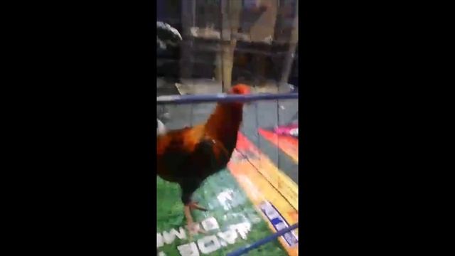 ARMAN SANTOS | 2019 WORLD GAMEFOWL EXPO смотреть онлайн
