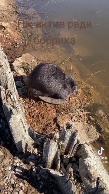 #бобер #бобр #а4 #музыка #актив #дуэт #аниме #memes #врек #мем #roblox #врекомендации