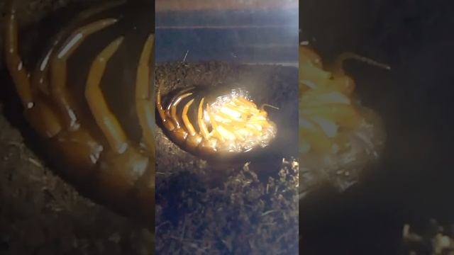 Vietnam Giant Centipede