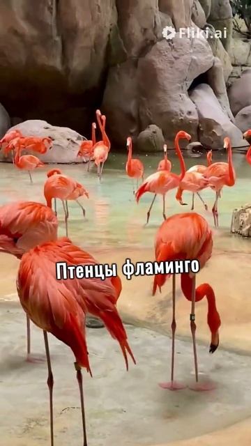 Розовые Птицы: Тайны и Величие Фламинго смотреть онлайн