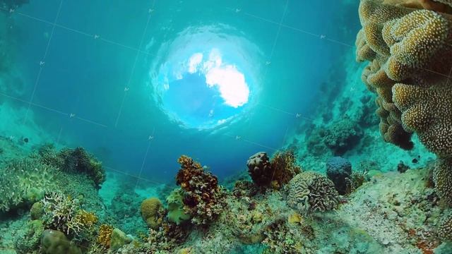 Coral reef and tropical fish. Panglao, Philippines. смотреть онлайн