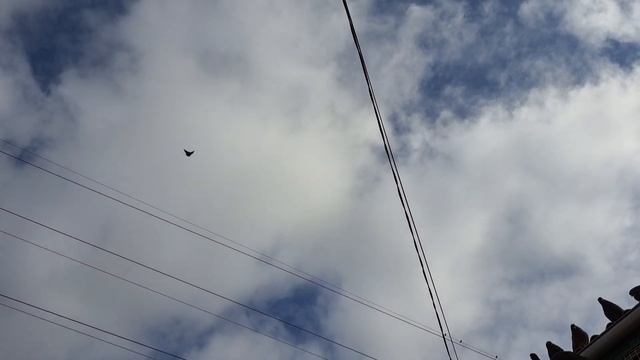 Голуби. Постепенно обучаются. ( 2 ) Март. 2024. смотреть онлайн