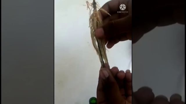 Melastoma propagation смотреть онлайн