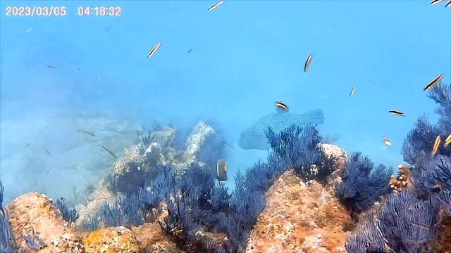 Snorkeling in Los Cabos - Mexico - explore the Sea of Cortez смотреть онлайн