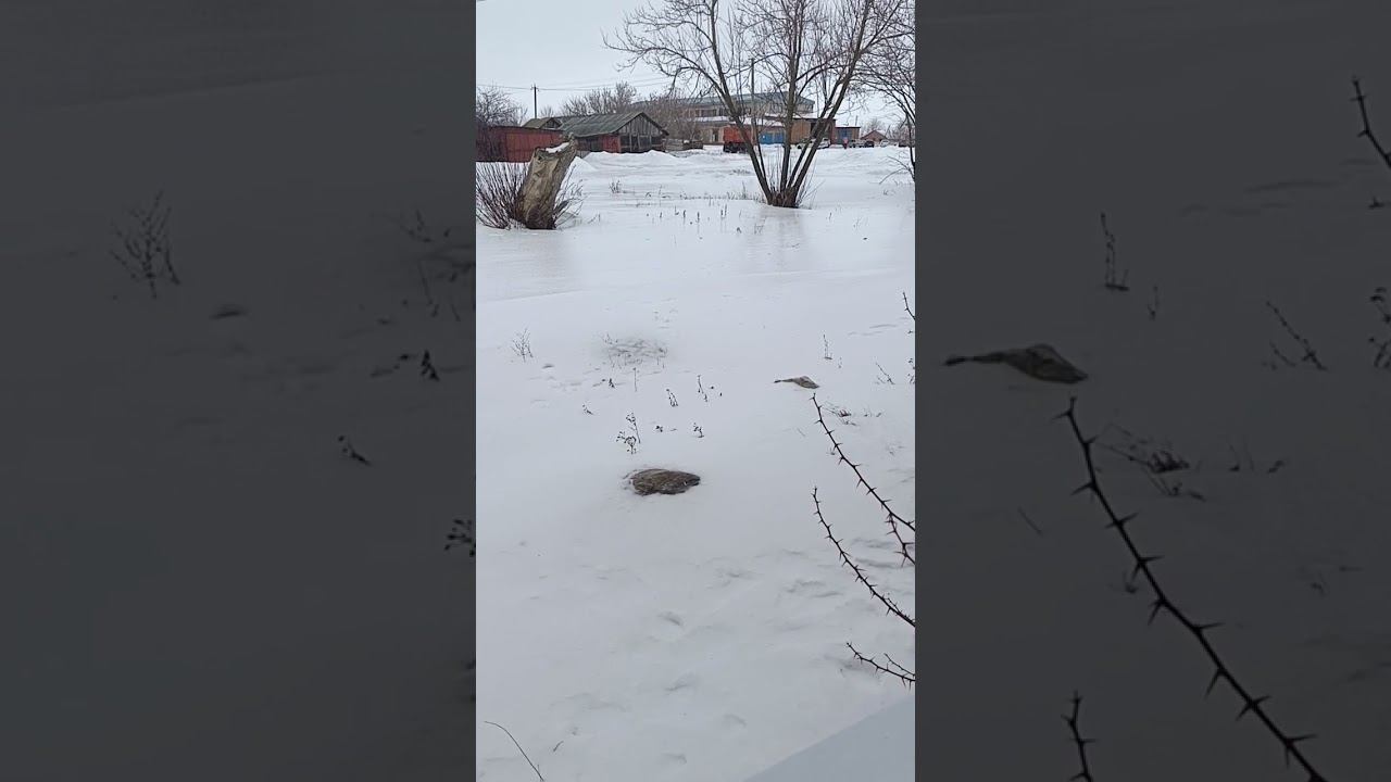 12.02.2024г всё во льду смотреть онлайн