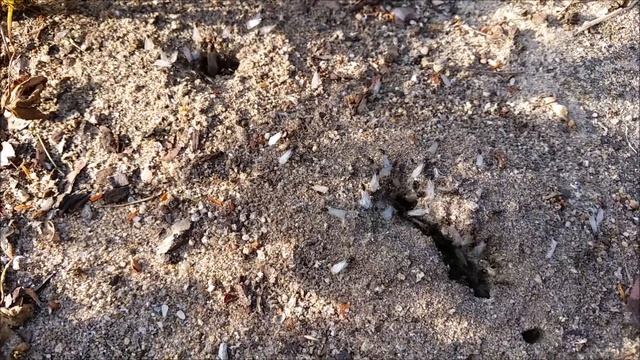Lasius Schwarmflug 2 смотреть онлайн