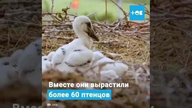 Интересная история#shorts