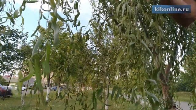 Дмитрий Болотов сам вырастил в городе аллею. смотреть онлайн