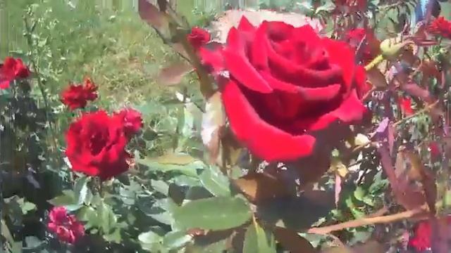 Дар хамом луч торат карда мешавад смотреть онлайн