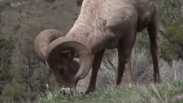 Rhino Rhinoceros Horn Mammal| Hippo Hippopotamus| Black Rhino Videos смотреть онлайн