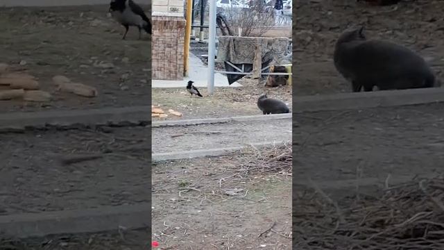 В мире животных 🥰 27 марта 2023г. смотреть онлайн