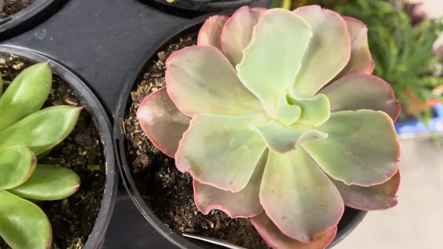 Plant shopping @ Rona смотреть онлайн