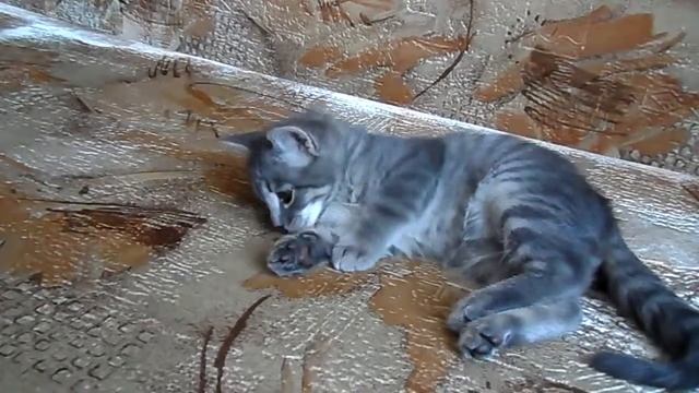 Фисташка друг котенка смотреть онлайн