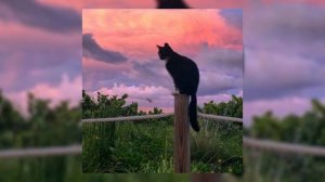 🎧💟Песня-Верни меня домой