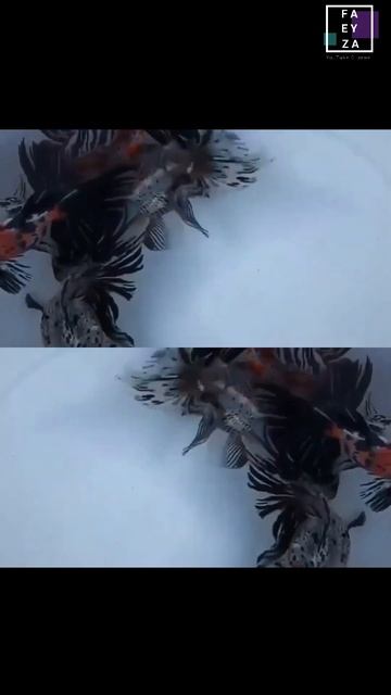 The Beauty And Uniqueness Of Butterfly GoldFish