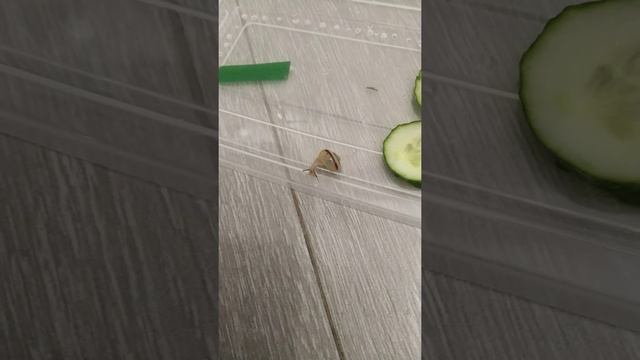 Утро улитки Ули, уход за садовой улиткой часть 2, прогулка🐌, уборка у Ули.