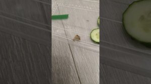 Утро улитки Ули, уход за садовой улиткой часть 2, прогулка🐌, уборка у Ули.