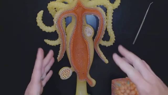 Hydra Model Tour смотреть онлайн