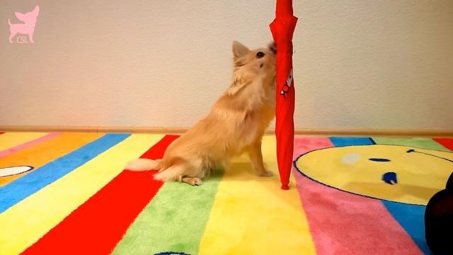 Cute Chihuahua Dog Tricks With Balls and an Umbrella смотреть онлайн