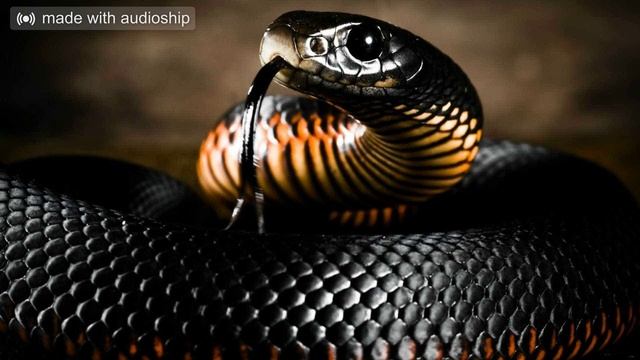 Benzito x Quavo - "Mamba" Type Beat смотреть онлайн