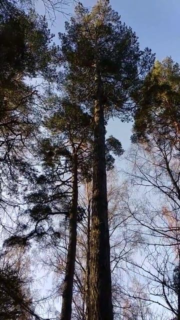 работа дятла (звук) смотреть онлайн