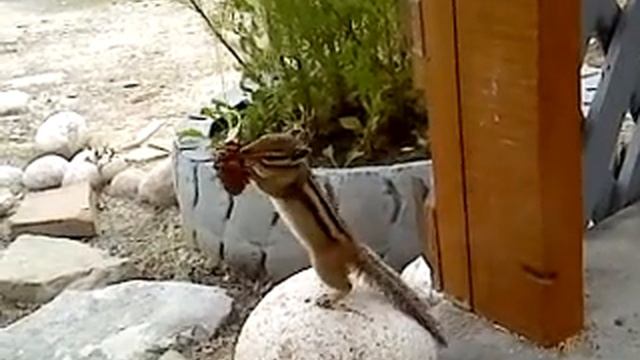 Упорный бурундук(Chipmunk).mp4 смотреть онлайн