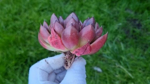 Echeveria Love and War