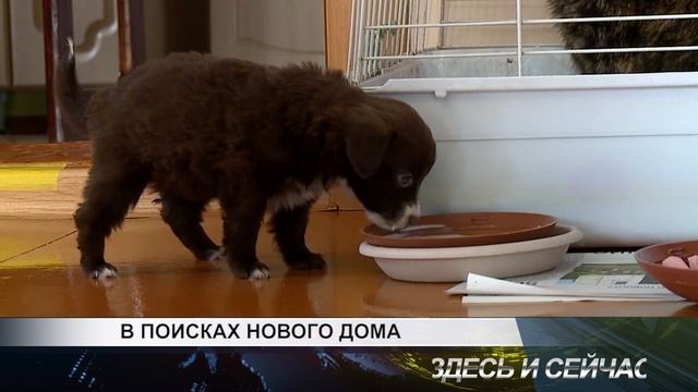 в поисках нового дома смотреть онлайн