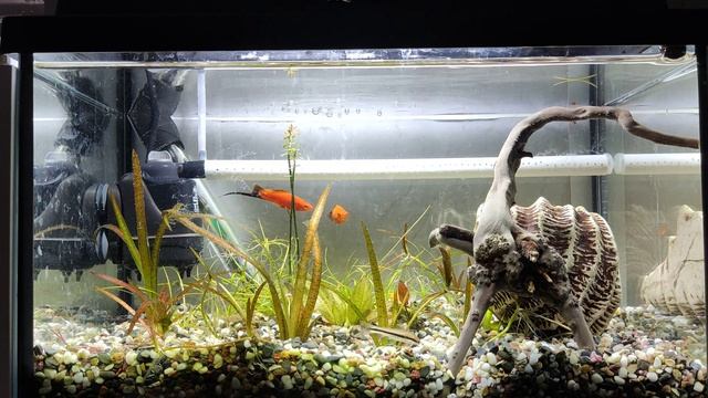 Аквариум 25л. День 63. Свежая водичка. смотреть онлайн