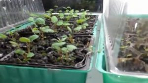 Клубника Елизавета 2 из семян