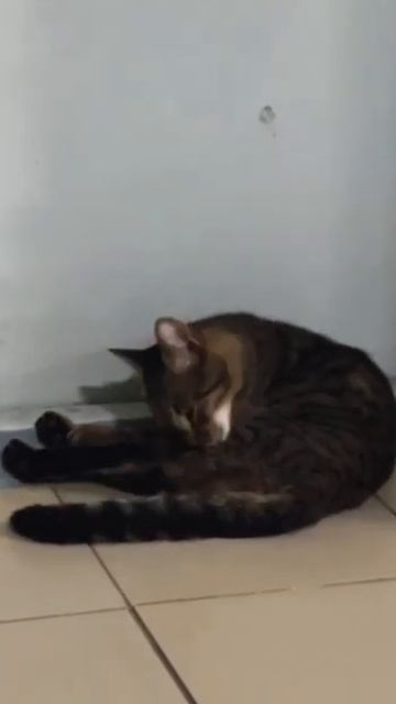 В умывании главное хвост #cat #funnycats #cattails #кот #хвостатые #умывание #washing #топ смотреть онлайн