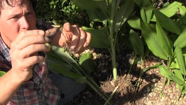 Everything You Want to Know about Organic Turmeric & It's Benefits смотреть онлайн