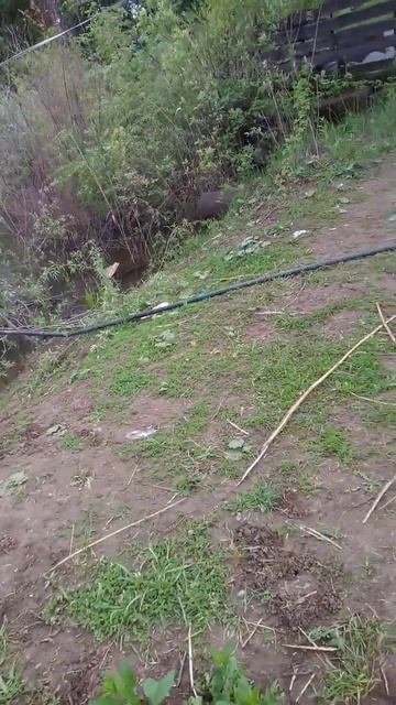 карп альбинос на поплавок