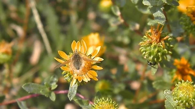 Large Bee-fly (Bombylius major) on a Gumweed Flower смотреть онлайн
