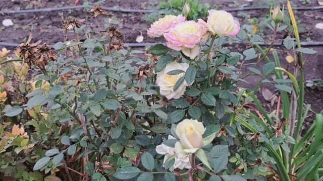 Урожай дайкона,редьки и репки.Почему надо копать грунт в теплице.Чем я мою свою помощницу. смотреть онлайн