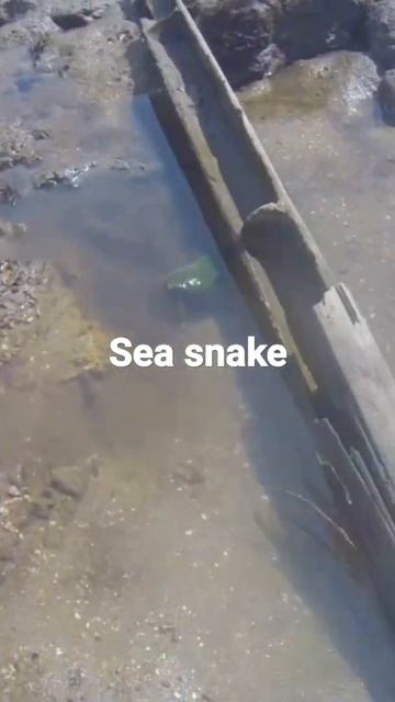 Sea Snake смотреть онлайн
