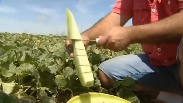 PERSIA MELON.avi смотреть онлайн