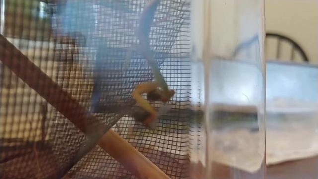 Rhombodera Basalis - 2 flies смотреть онлайн