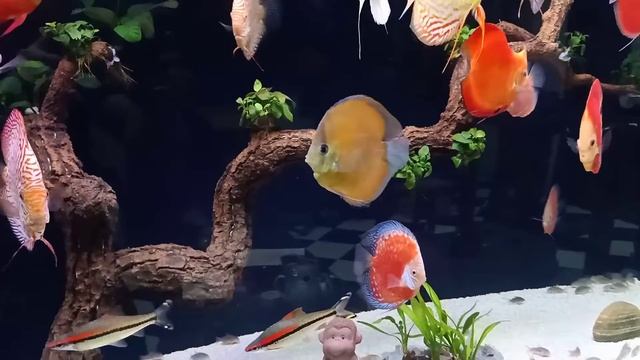 Аквариум с дискусами от Hưng Hống Hách смотреть онлайн
