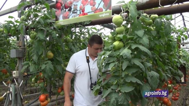 Syngenta Panekra domati